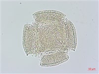 長梗毛娥房藤藏品圖，第2張