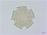 長梗毛娥房藤藏品圖，第3張