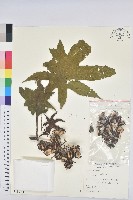 蓖麻藏品圖，第1張