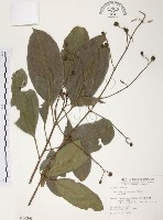 山香圓藏品圖，第1張