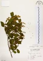 灰木藏品圖，第1張