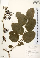 糙莖菝契藏品圖，第1張