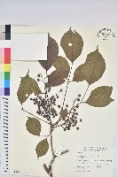 茄苳、重陽木藏品圖，第1張