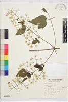 串鼻龍藏品圖，第2張