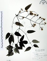 柱果鐵線蓮藏品圖，第1張