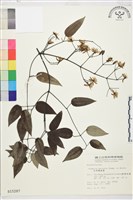 柱果鐵線蓮藏品圖，第2張