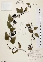 千金藤、金線吊烏龜藏品圖，第1張