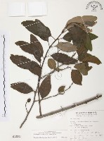 杜鵑桑寄生藏品圖，第1張