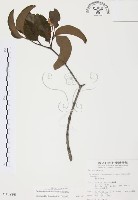 杜鵑桑寄生藏品圖，第1張