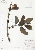 杜鵑桑寄生藏品圖，第1張