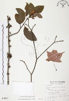 杜鵑桑寄生藏品圖，第1張