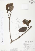 杜鵑桑寄生藏品圖，第1張