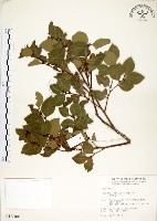 內苳子藏品圖，第1張