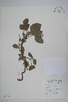 狗尾草藏品圖，第1張