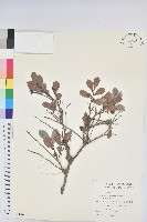 細葉饅頭果藏品圖，第1張