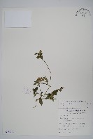 矮鱗球花藏品圖，第1張