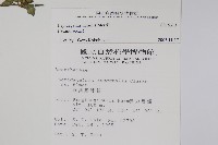 矮鱗球花藏品圖，第2張