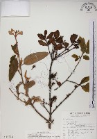 高氏桑寄生藏品圖，第1張