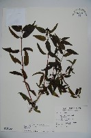 阿里山忍冬、漸尖葉忍冬藏品圖，第1張