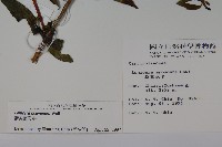 阿里山忍冬、漸尖葉忍冬藏品圖，第2張