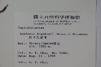 川上氏忍冬藏品圖，第2張