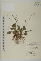 臺灣鬼督郵藏品圖，第1張