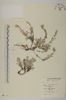 尼泊爾籟簫藏品圖，第1張