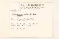 鼠麴草藏品圖，第2張