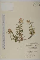 玉山抱莖籟簫藏品圖，第1張