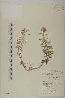 玉山抱莖籟簫藏品圖，第1張