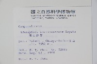 玉山沙參藏品圖，第2張