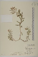 玉山抱莖籟簫藏品圖，第1張