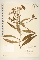 黃菀藏品圖，第1張