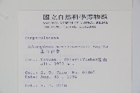 玉山沙參藏品圖，第2張