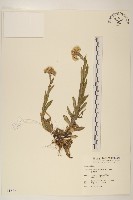 鼠麴草藏品圖，第1張