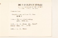 鼠麴草藏品圖，第2張