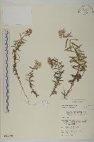 玉山抱莖籟簫藏品圖，第1張