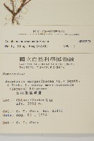 玉山抱莖籟簫藏品圖，第2張