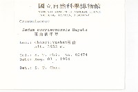 玉山佛甲草藏品圖，第2張