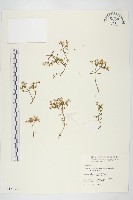 紅子佛甲草藏品圖，第1張