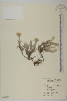 尼泊爾籟簫藏品圖，第1張