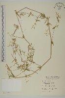 疏花繁縷藏品圖，第1張