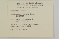 疏花繁縷藏品圖，第2張