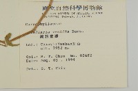 疏花繁縷藏品圖，第2張