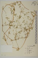 疏花繁縷藏品圖，第1張