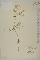 疏花繁縷藏品圖，第1張