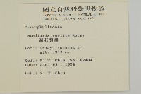 疏花繁縷藏品圖，第2張