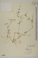 疏花繁縷藏品圖，第1張