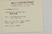 疏花繁縷藏品圖，第2張