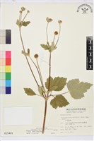 小白頭翁、野棉花藏品圖，第1張